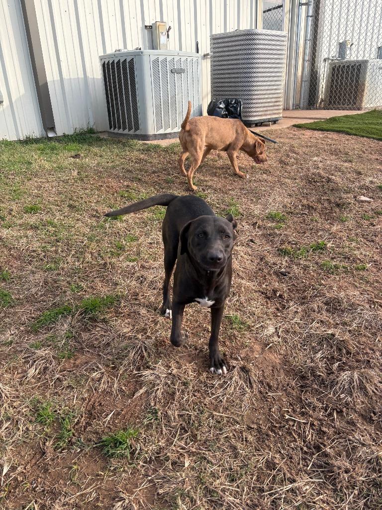 Enlarge Marjorie, a Adoptable Mixed Breed in Bossier City, LA image 6/6