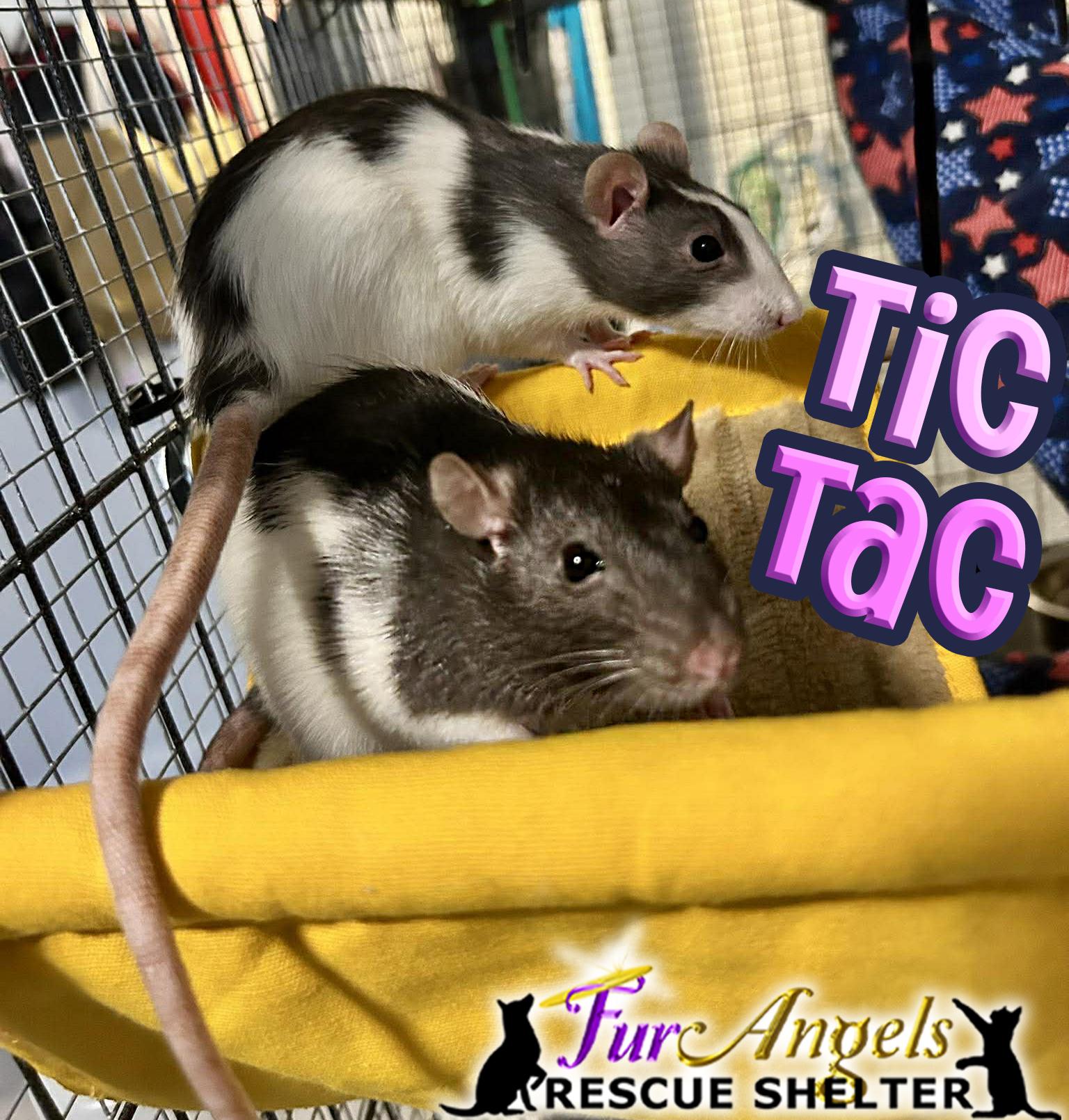 Tic & Tac, adopted, Baby Female Rat.