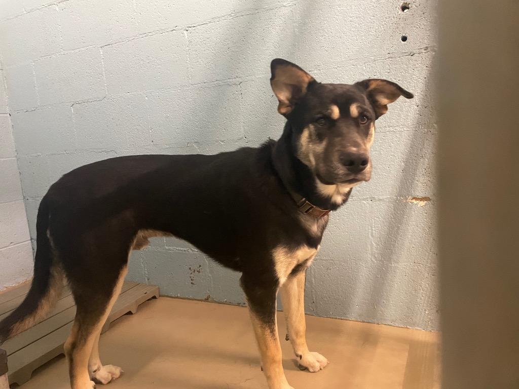 Enlarge Pear, a Adoptable mixed breed in Blountville, TN image 1/1