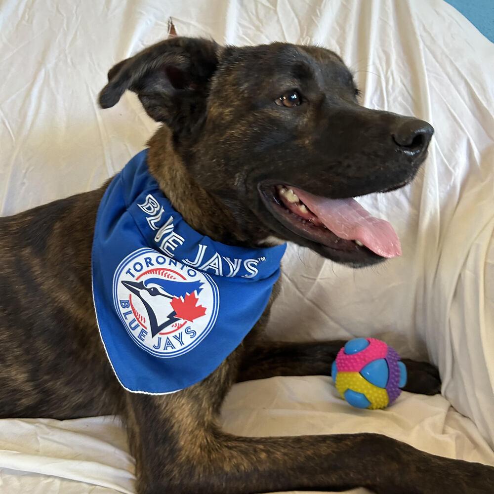 Enlarge LORETO, a Adoptable mixed breed in Langley, BC image 1/6