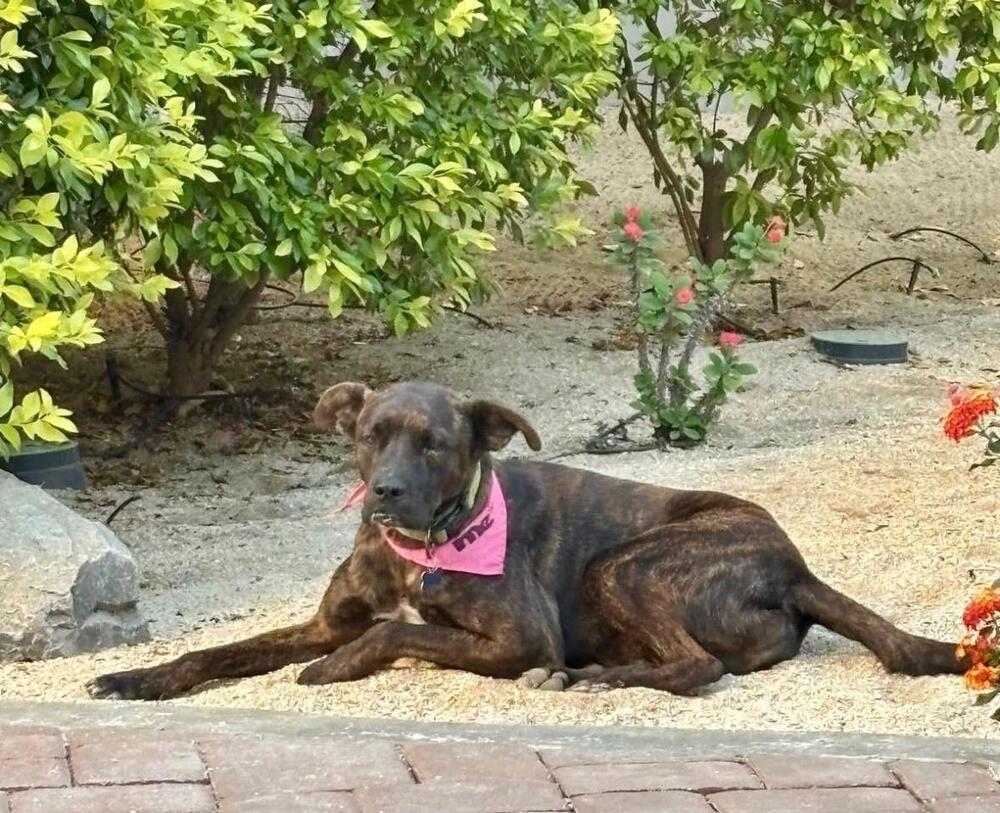 Enlarge LORETO, a Adoptable mixed breed in Langley, BC image 2/6