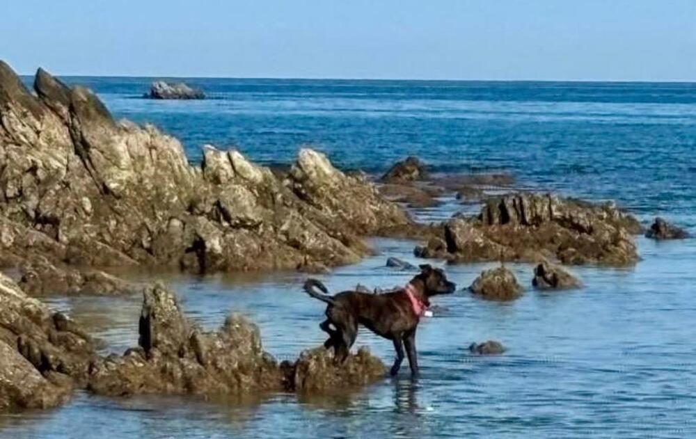 Enlarge LORETO, a Adoptable mixed breed in Langley, BC image 3/6