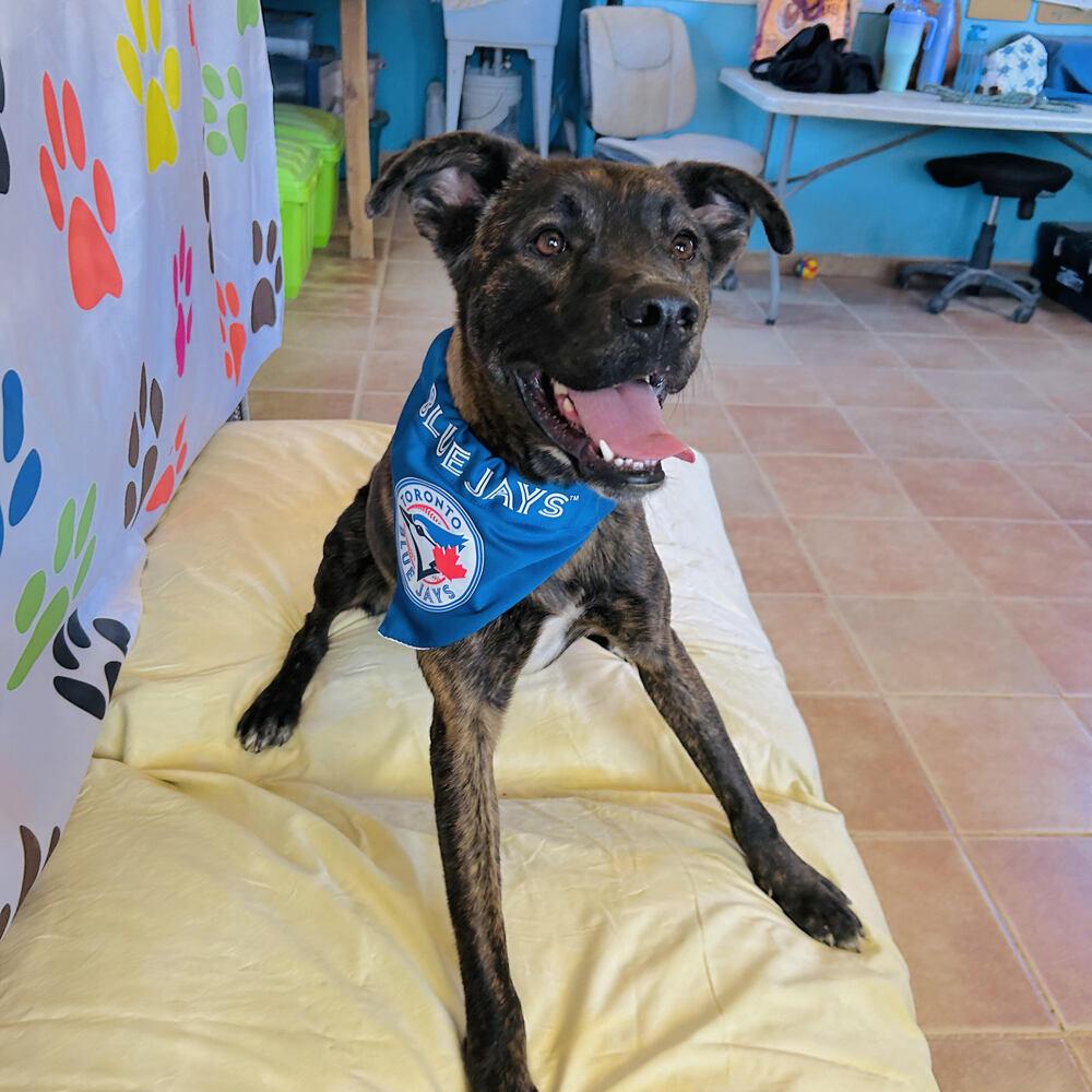 Enlarge LORETO, a Adoptable mixed breed in Langley, BC image 4/6