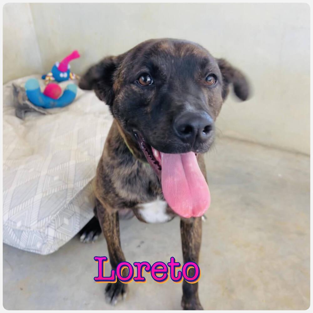 Enlarge LORETO, a Adoptable mixed breed in Langley, BC image 5/6