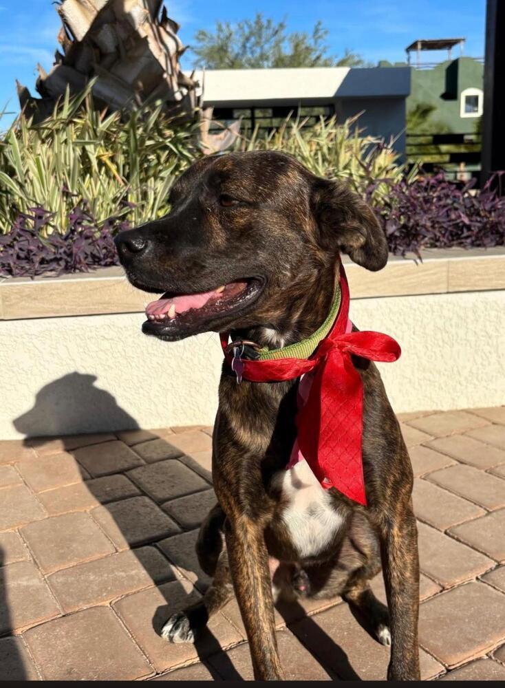 Enlarge LORETO, a Adoptable mixed breed in Langley, BC image 6/6