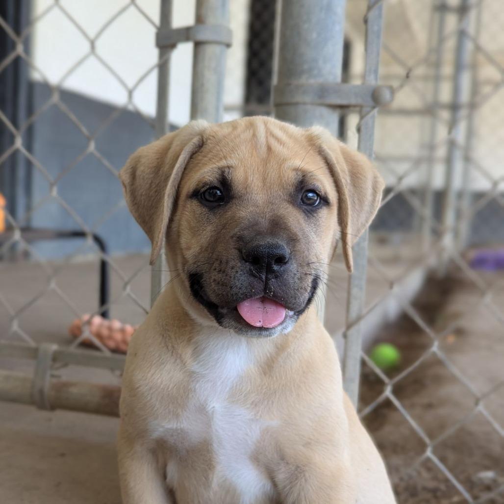 Sparrow, adopted, Puppy Male Mastiff & Mixed Breed.