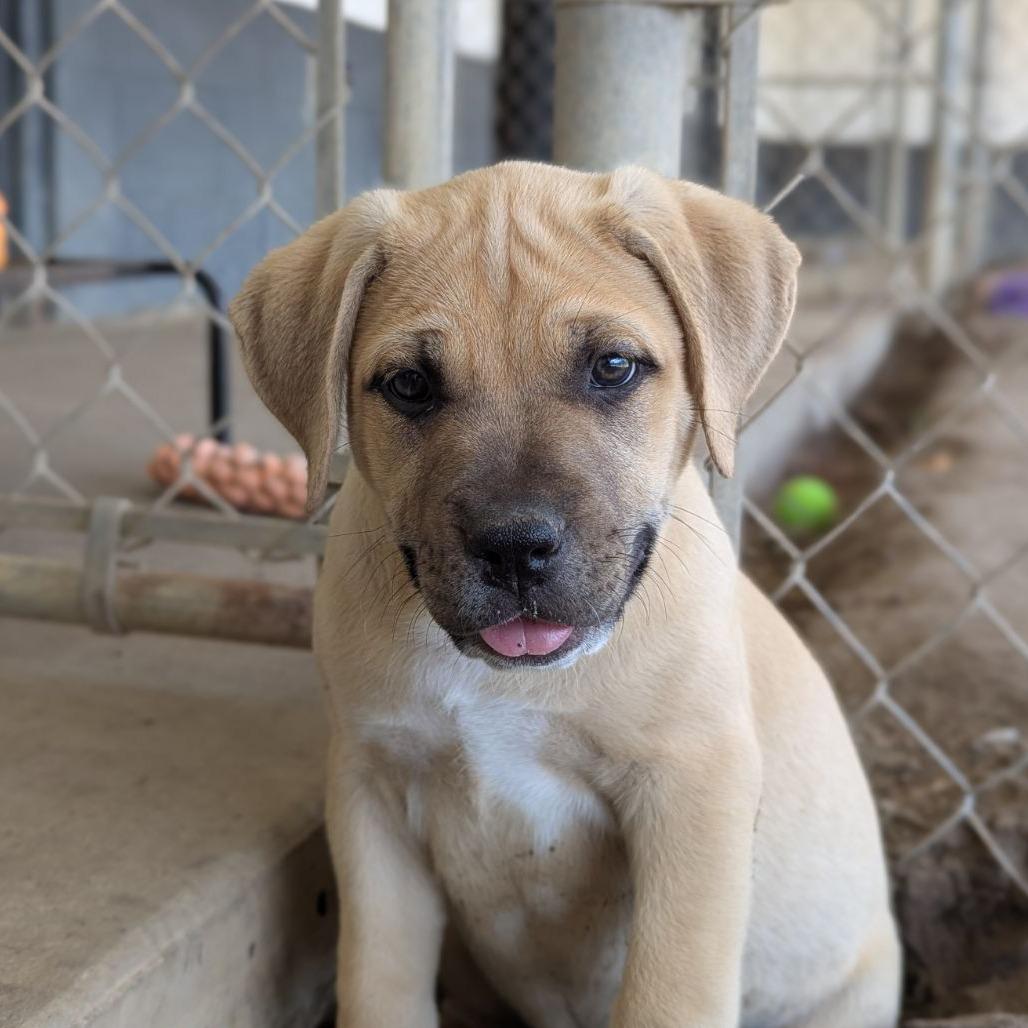 Enlarge Sparrow, an adopted mixed breed in Ocala, FL image 5/6