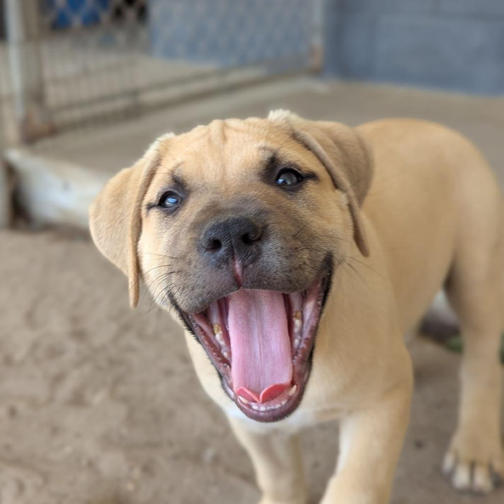 Enlarge Sparrow, an adopted mixed breed in Ocala, FL image 2/6