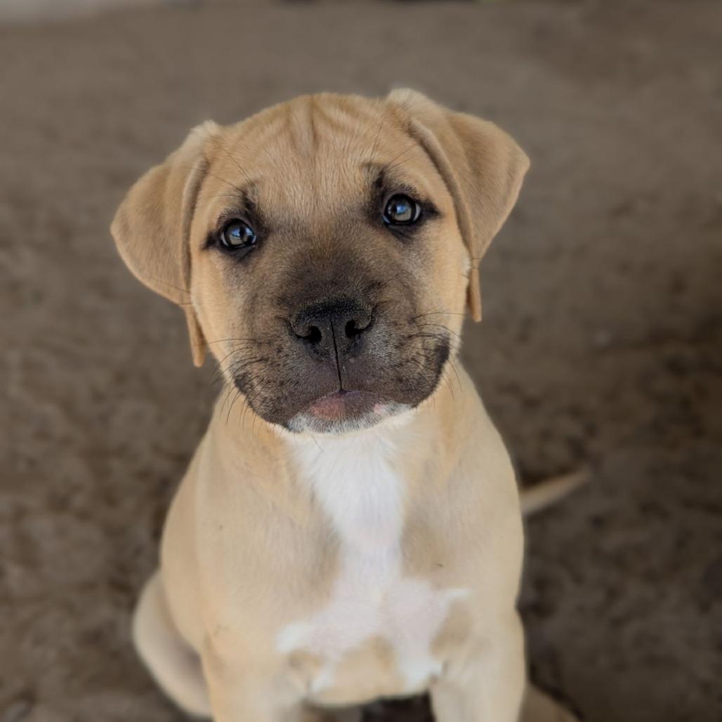 Enlarge Sparrow, an adopted mixed breed in Ocala, FL image 4/6