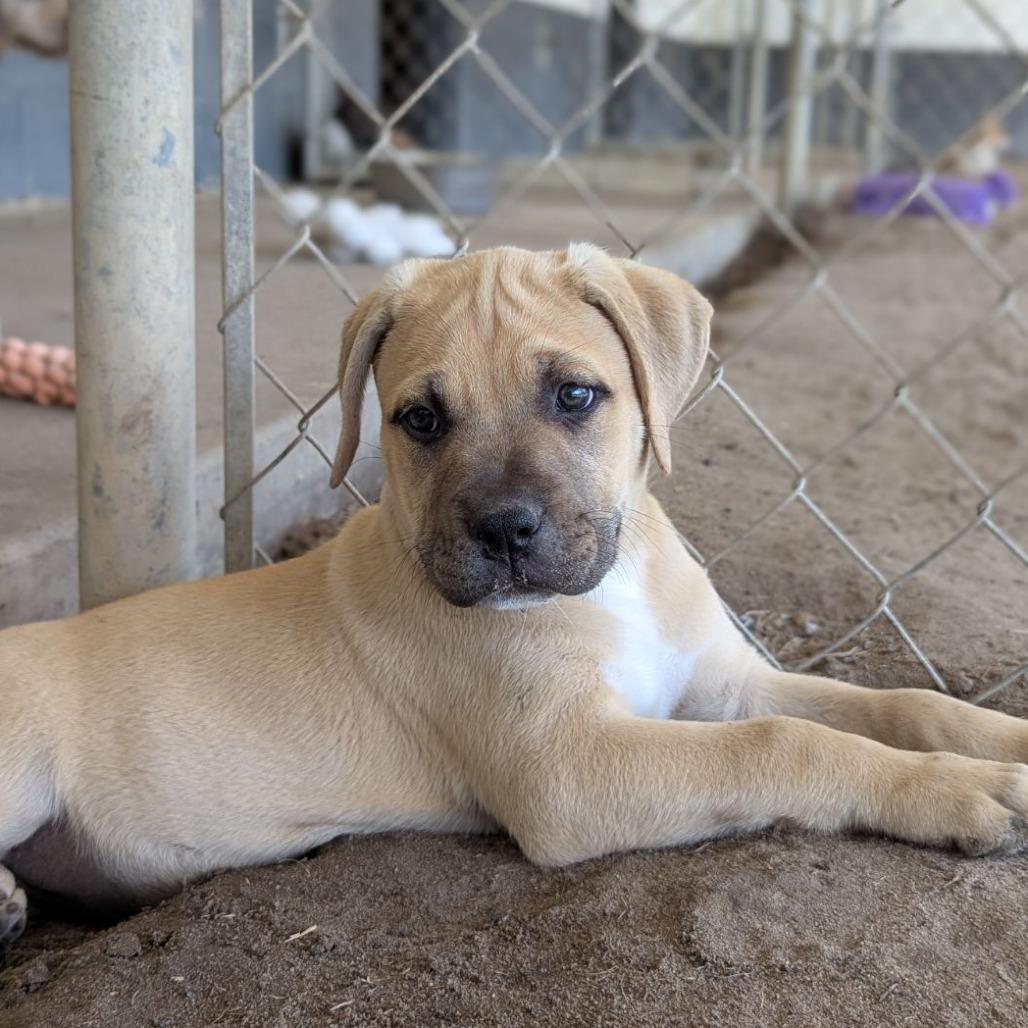 Enlarge Sparrow, an adopted mixed breed in Ocala, FL image 3/6