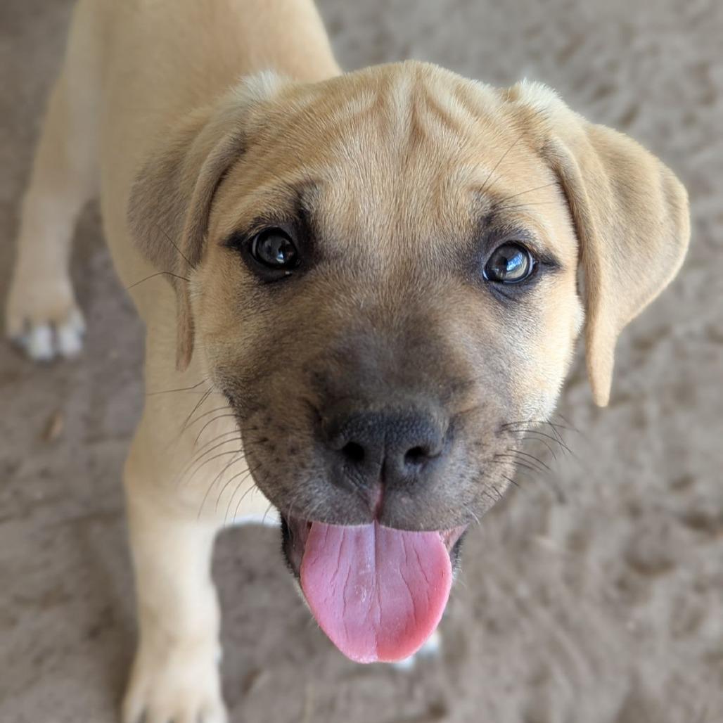 Enlarge Sparrow, an adopted mixed breed in Ocala, FL image 6/6