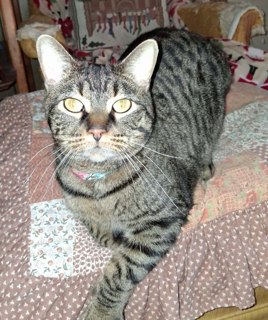 Tiger2, Adoptable, Adult Male Domestic Short Hair.