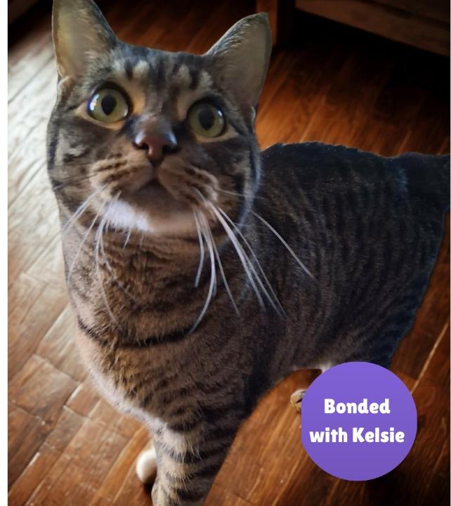 Enlarge Tiger2, a Adoptable mixed breed in Fond Du Lac, WI image 1/4