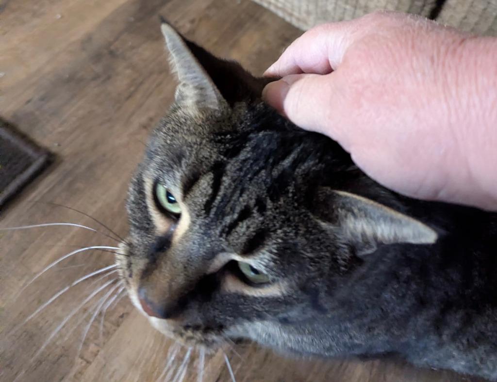 Enlarge Tiger2, a Adoptable mixed breed in Fond Du Lac, WI image 3/4