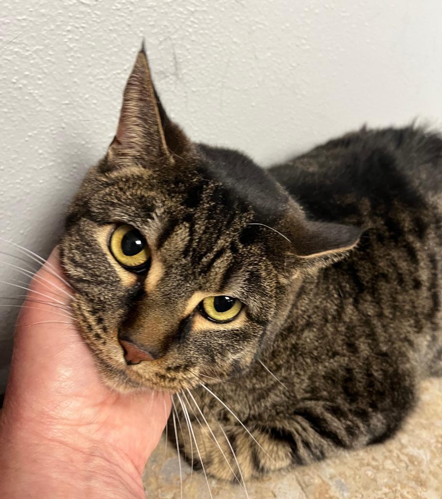 Enlarge Tiger2, a Adoptable mixed breed in Fond Du Lac, WI image 4/4