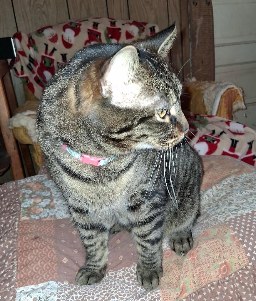Tiger2, a Adoptable mixed breed in Fond Du Lac, WI image 4/4