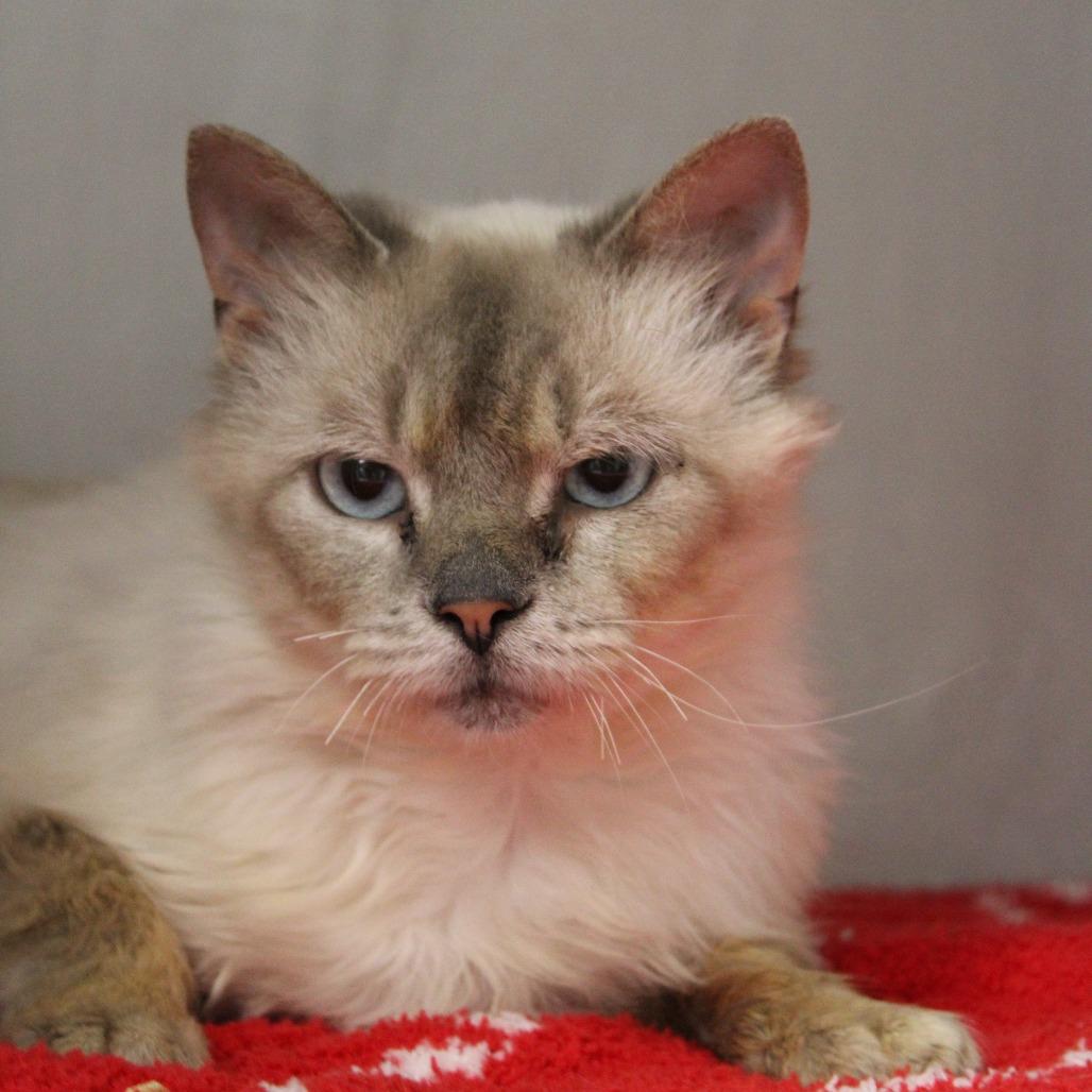 Cybil, Adoptable, Adult Female Domestic Medium Hair.