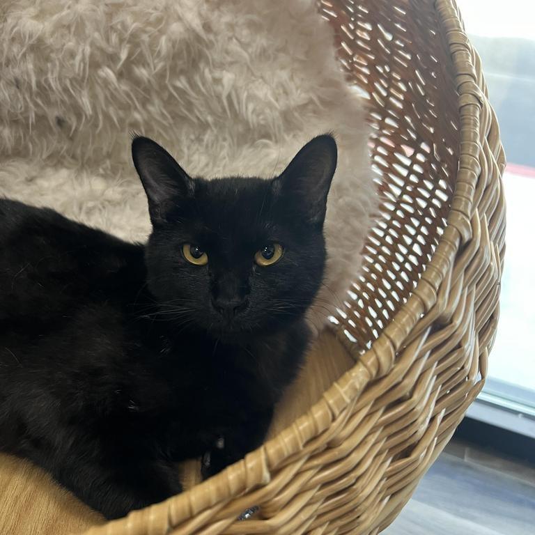 Enlarge Sabrina, a Adoptable Domestic Short Hair in Las Vegas, NV image 1/2