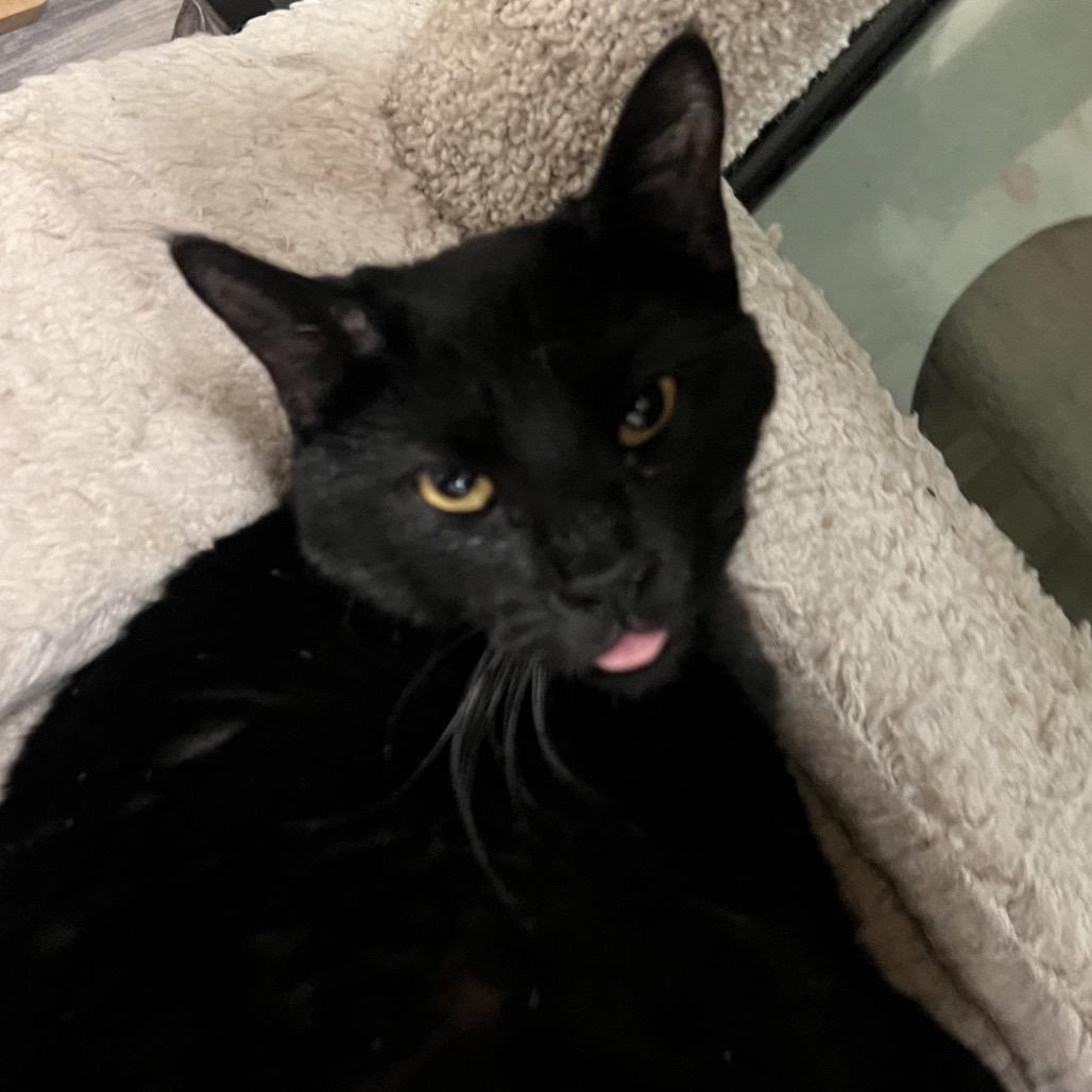 Enlarge Sabrina, a Adoptable Domestic Short Hair in Las Vegas, NV image 2/2