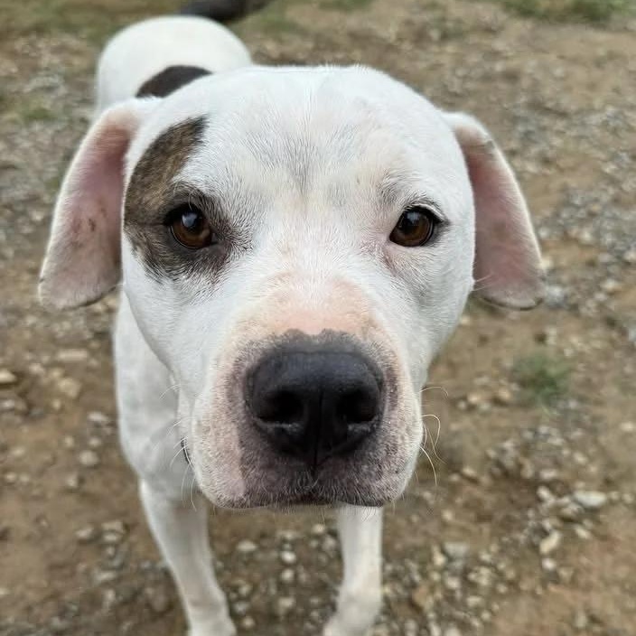 Enlarge Tank, a Adoptable mixed breed in Chuckey, TN image 2/2