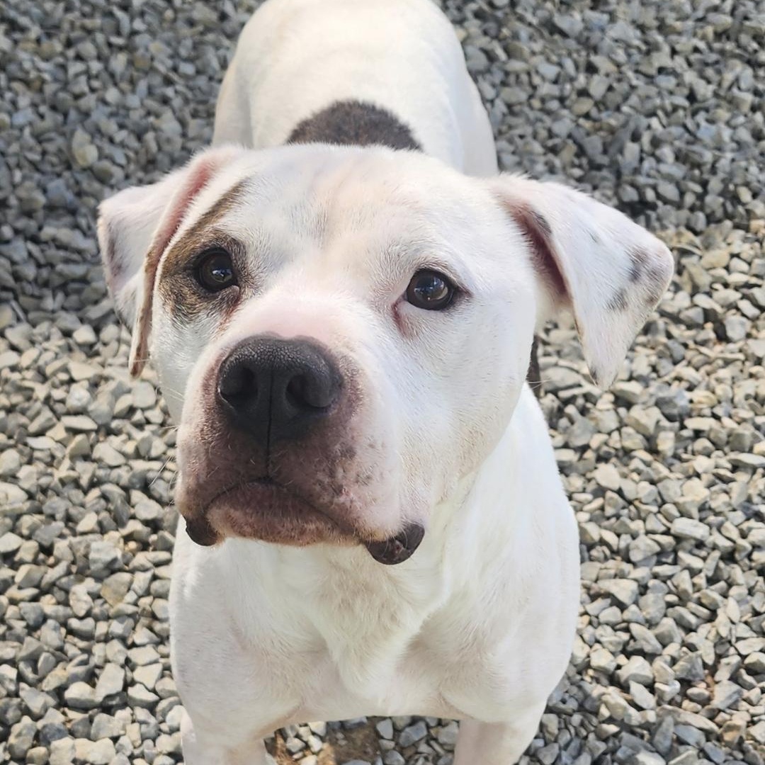 Enlarge Tank, a Adoptable mixed breed in Chuckey, TN image 1/2