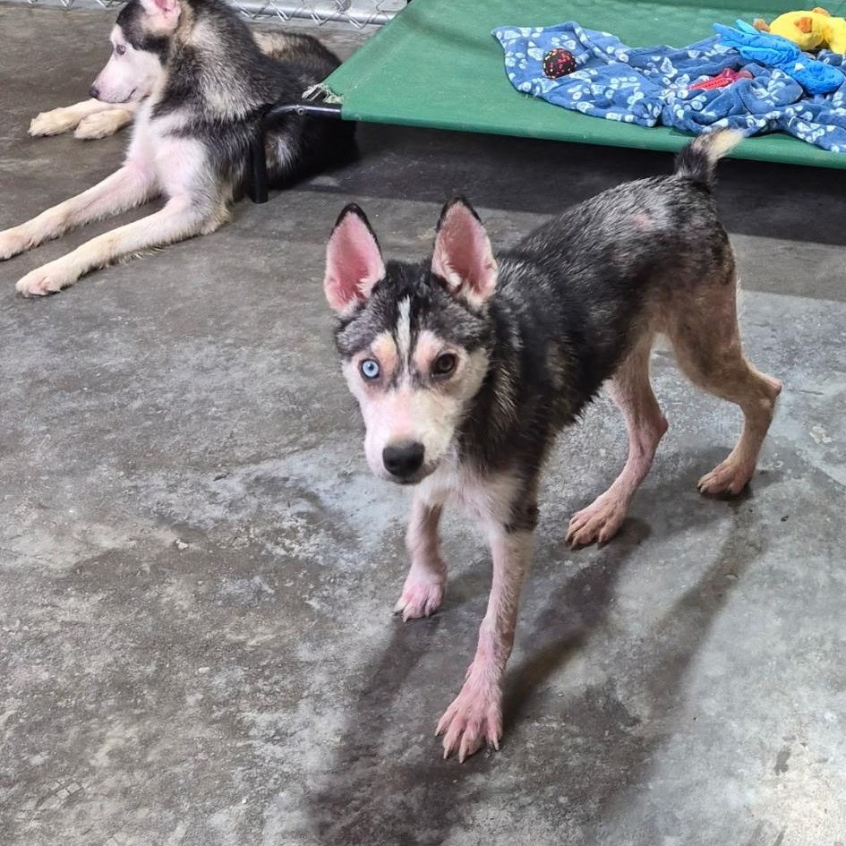 Sampson, Adoptable, Young Male Husky.