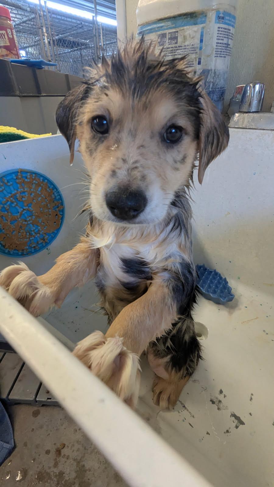 David, Adopted, Young Male German Shepherd Dog & Australian Shepherd.