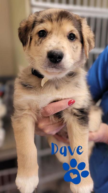 David, a Adopted mixed breed in Monte Vista, CO image 2/2