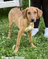 Peanut Butter, Adopted, Young Male Hound.