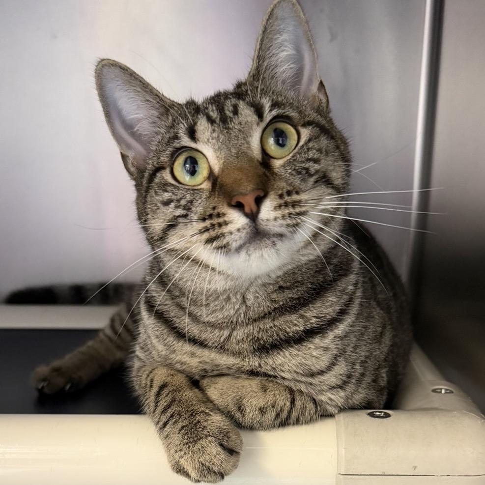 Marlene, Adoptable, Young Female Domestic Short Hair.