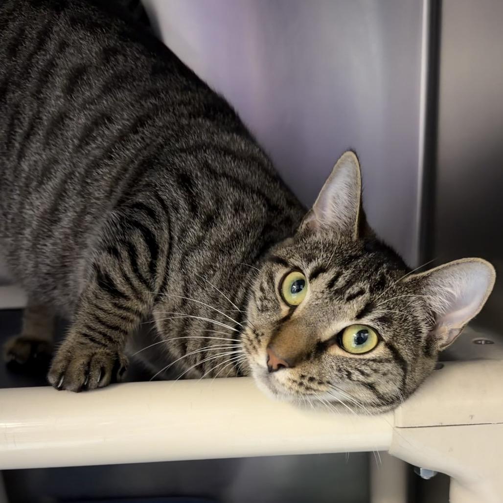 Enlarge Marlene, a Adoptable Domestic Short Hair in Newport, NC image 2/3