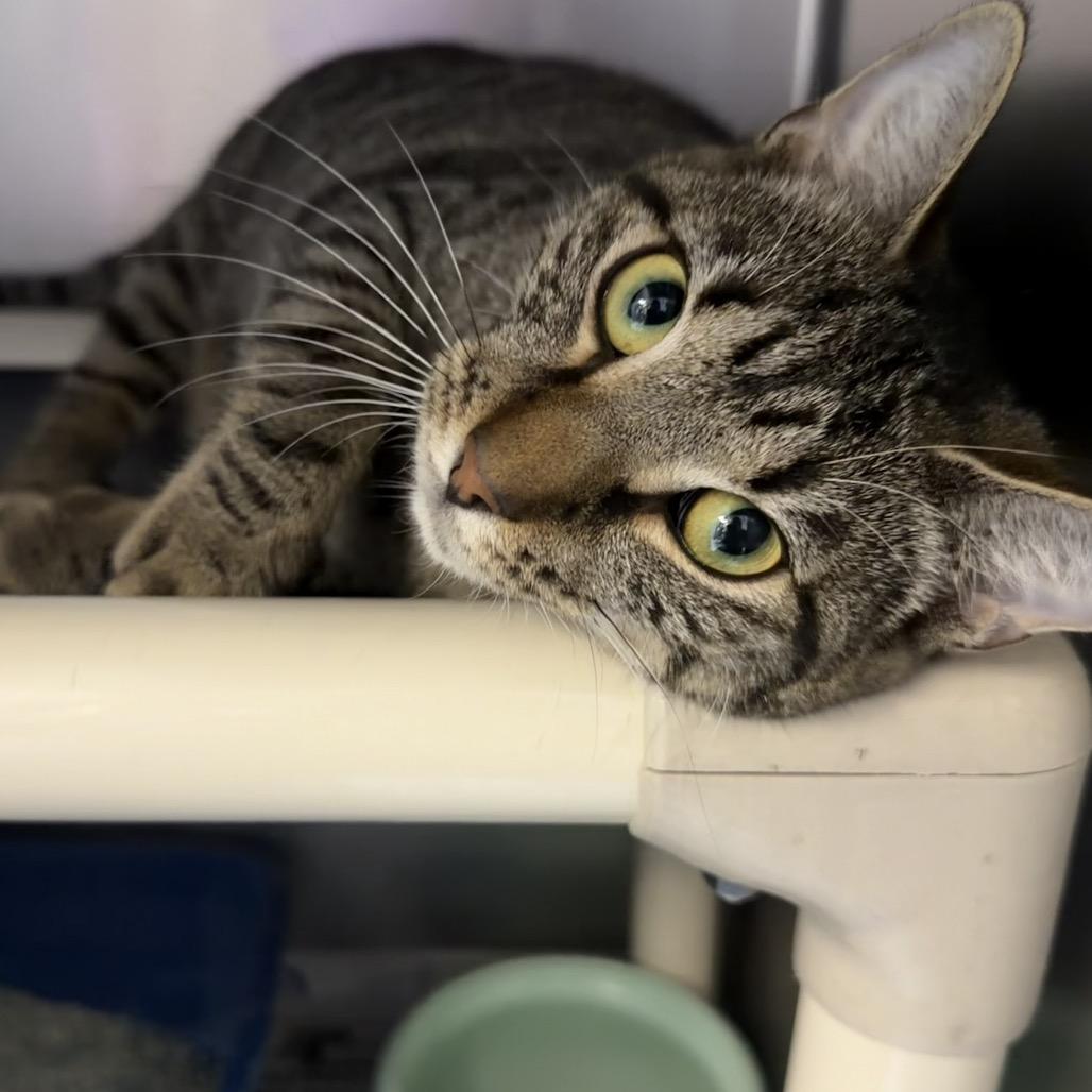 Enlarge Marlene, a Adoptable Domestic Short Hair in Newport, NC image 3/3
