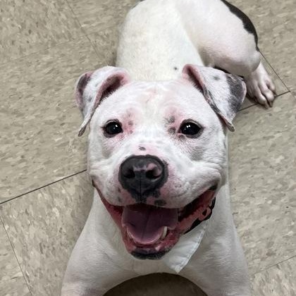 Enlarge Roxanne, an adopted mixed breed in Hamilton, OH image 1/1