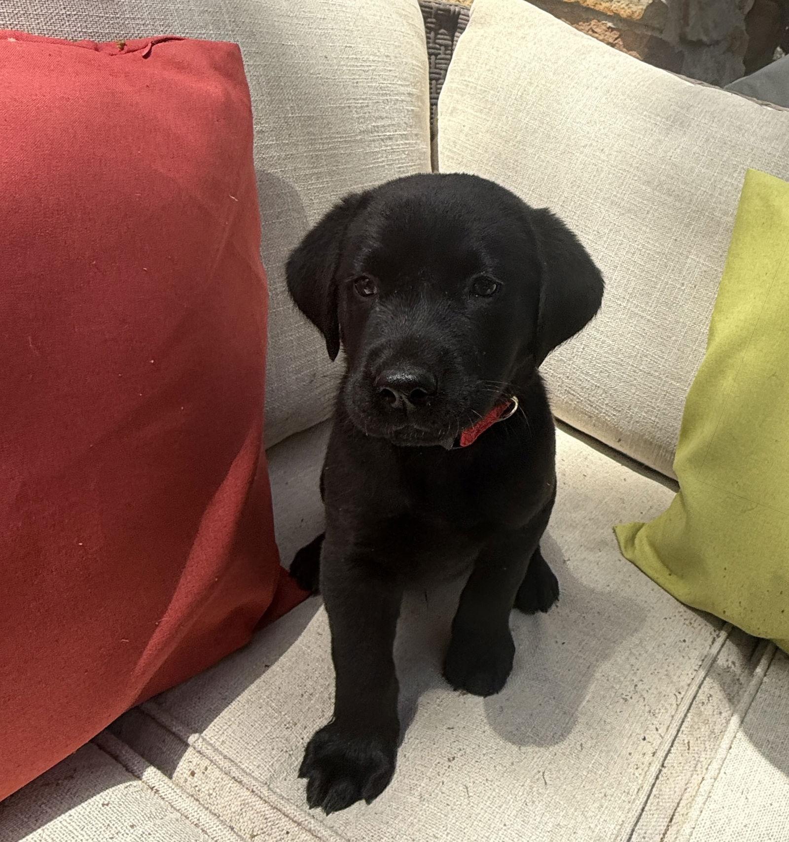 Peter, Adoptable, Puppy Male Labrador Retriever.