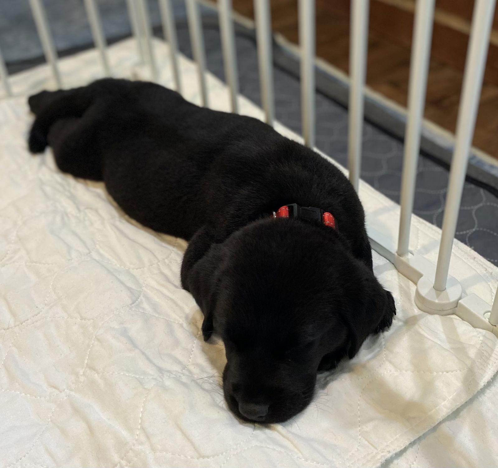 Peter, a Adoptable Labrador Retriever in Denton, TX image 2/3
