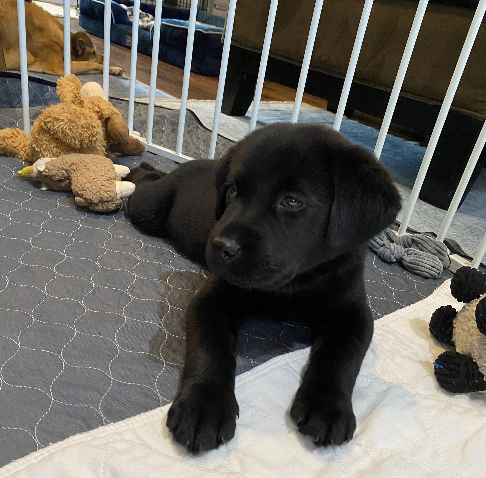 Peter, a Adoptable Labrador Retriever in Denton, TX image 3/3