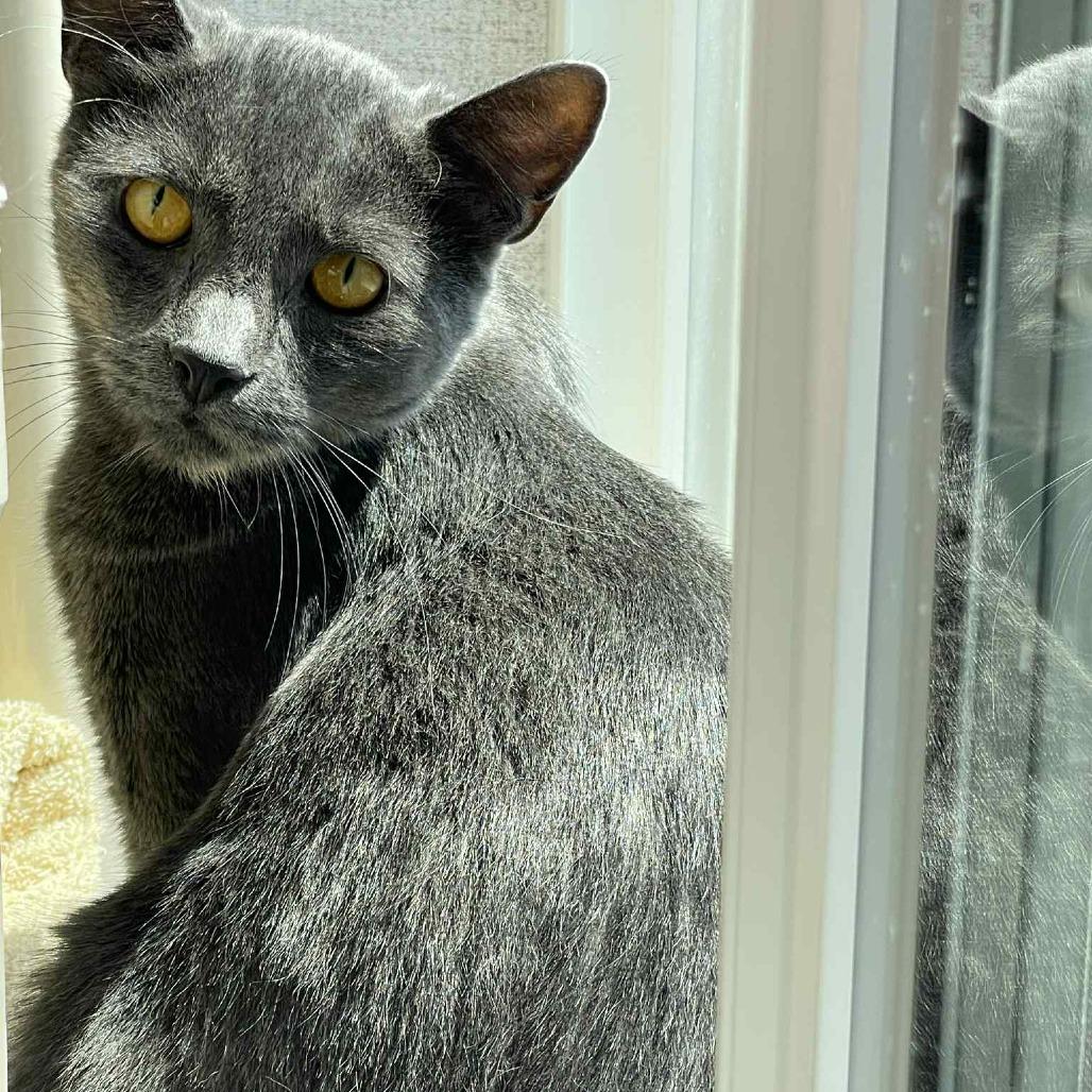 Blueberry, a Adoptable Domestic Short Hair in St. Helena, CA image 1/6