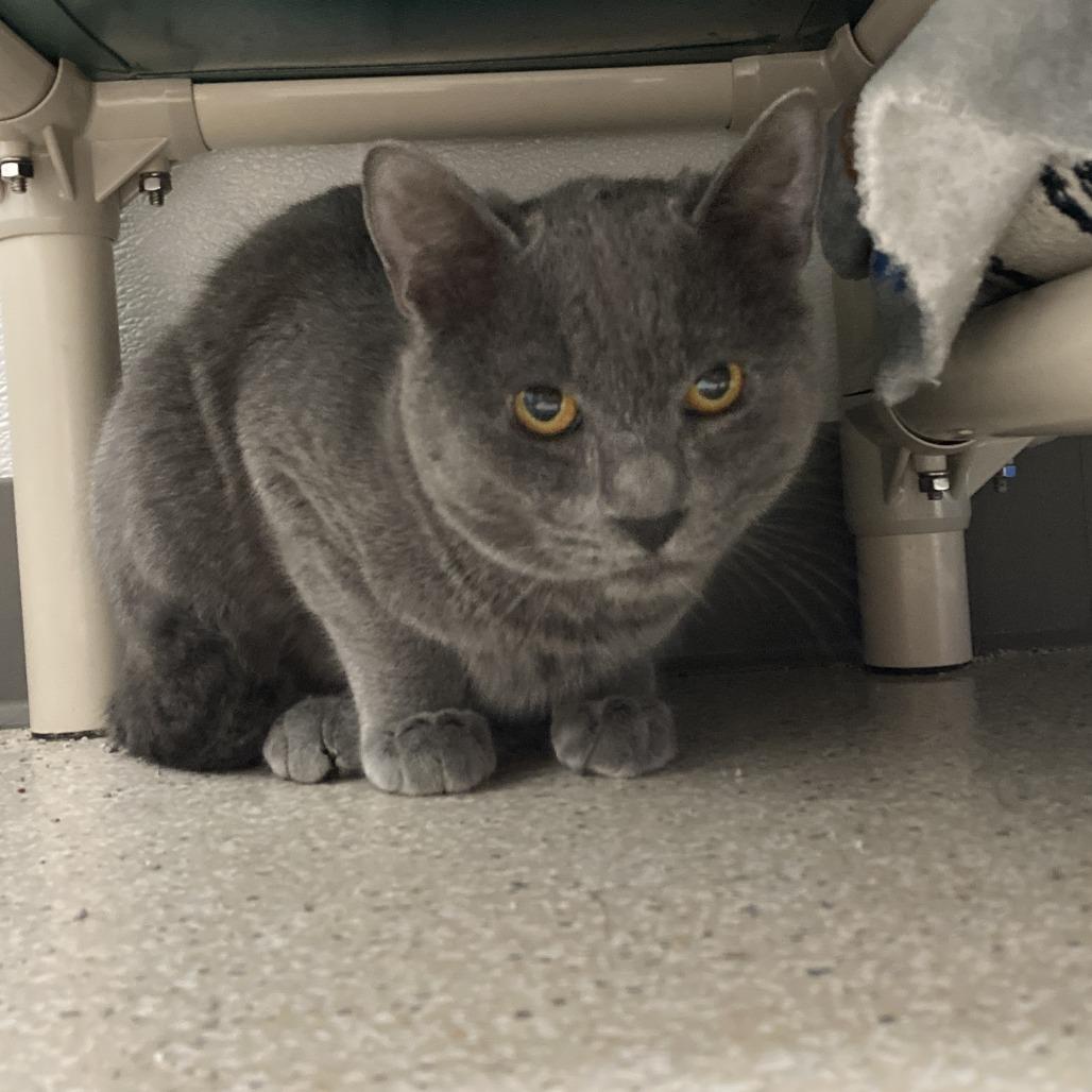 Enlarge Blueberry, a Adoptable Domestic Short Hair in St. Helena, CA image 2/6