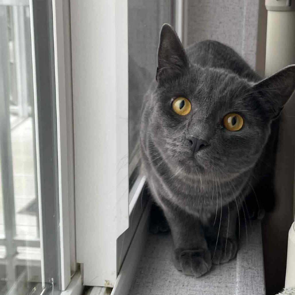 Enlarge Blueberry, a Adoptable Domestic Short Hair in St. Helena, CA image 5/6