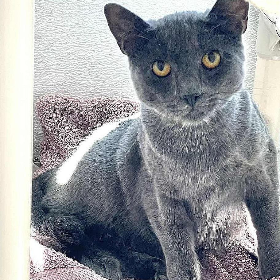 Blueberry, a Adoptable Domestic Short Hair in St. Helena, CA image 6/6