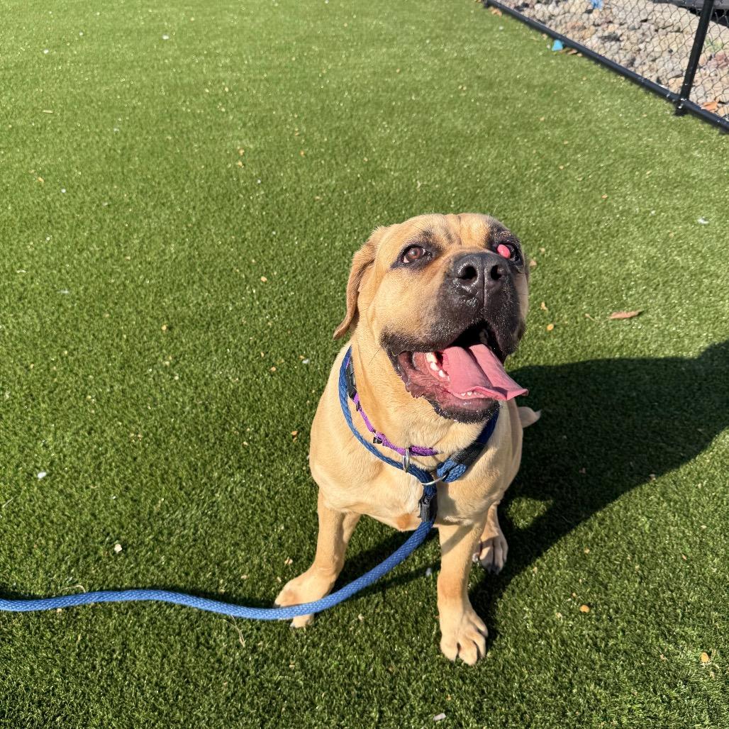 Joplin (Tahri), Adoptable, Adult Female Mastiff.