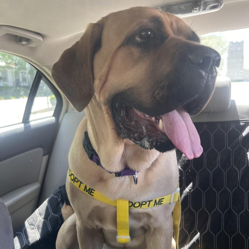 Joplin (Tahri), a Adoptable Mastiff in Sinking Spring, PA image 2/6