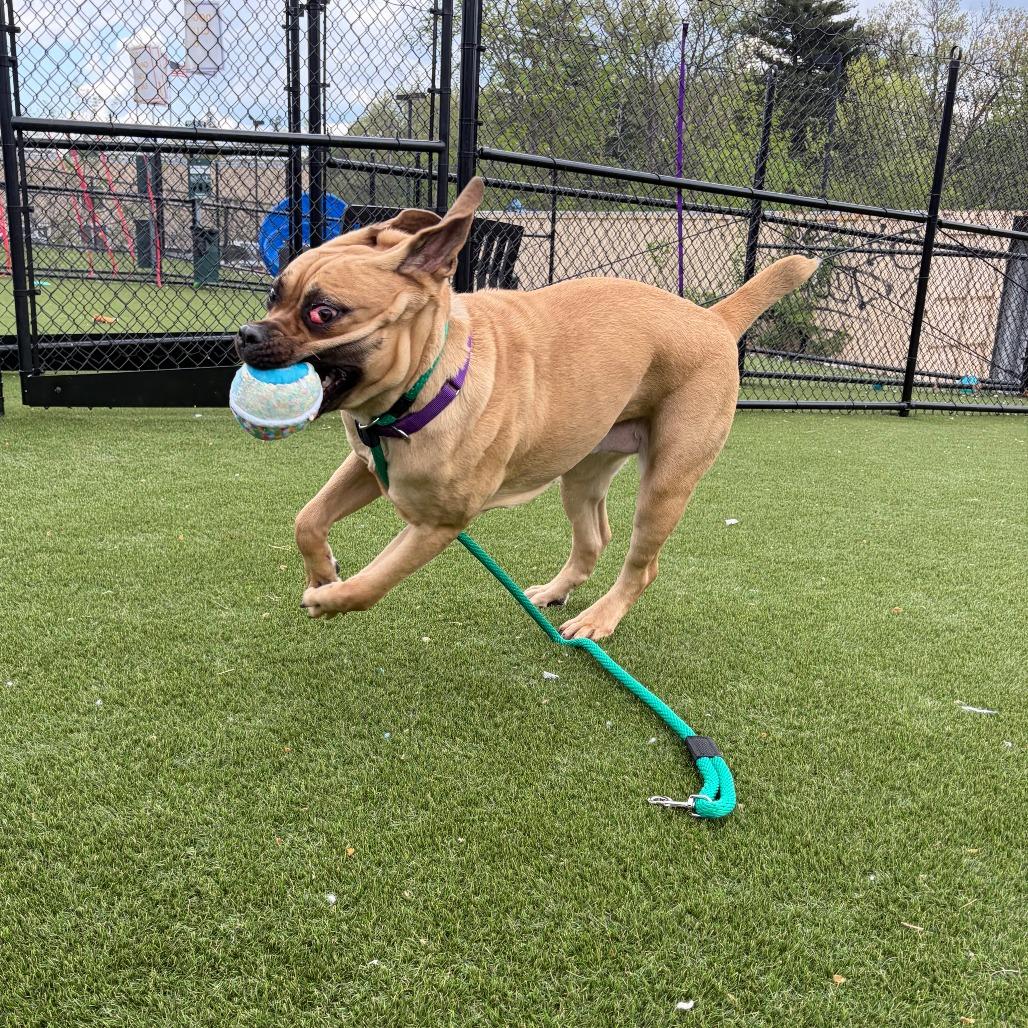 Joplin (Tahri), a Adoptable Mastiff in Sinking Spring, PA image 3/6