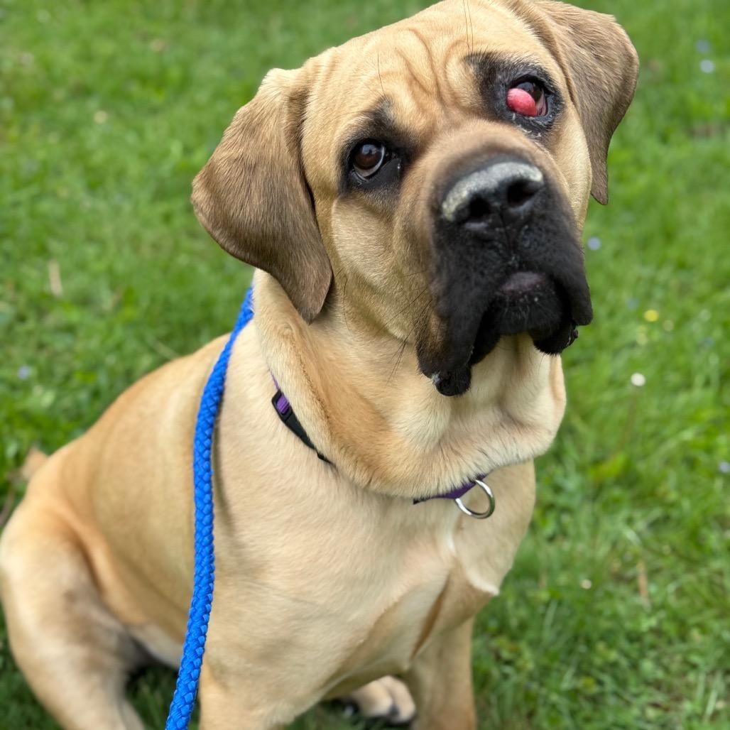 Joplin (Tahri), a Adoptable Mastiff in Sinking Spring, PA image 4/6