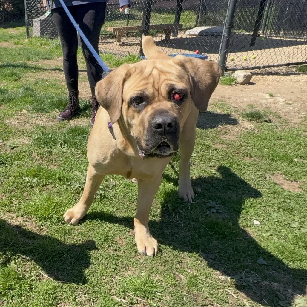 Joplin (Tahri), a Adoptable Mastiff in Sinking Spring, PA image 5/6