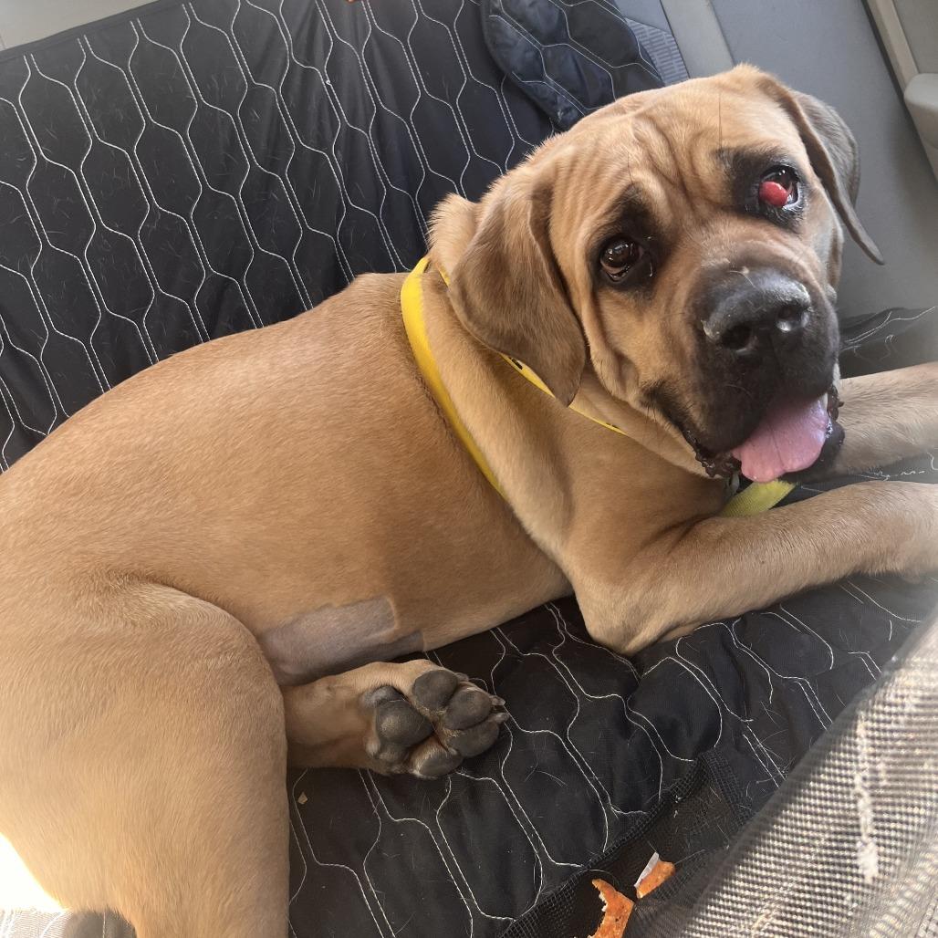 Joplin (Tahri), a Adoptable Mastiff in Sinking Spring, PA image 6/6