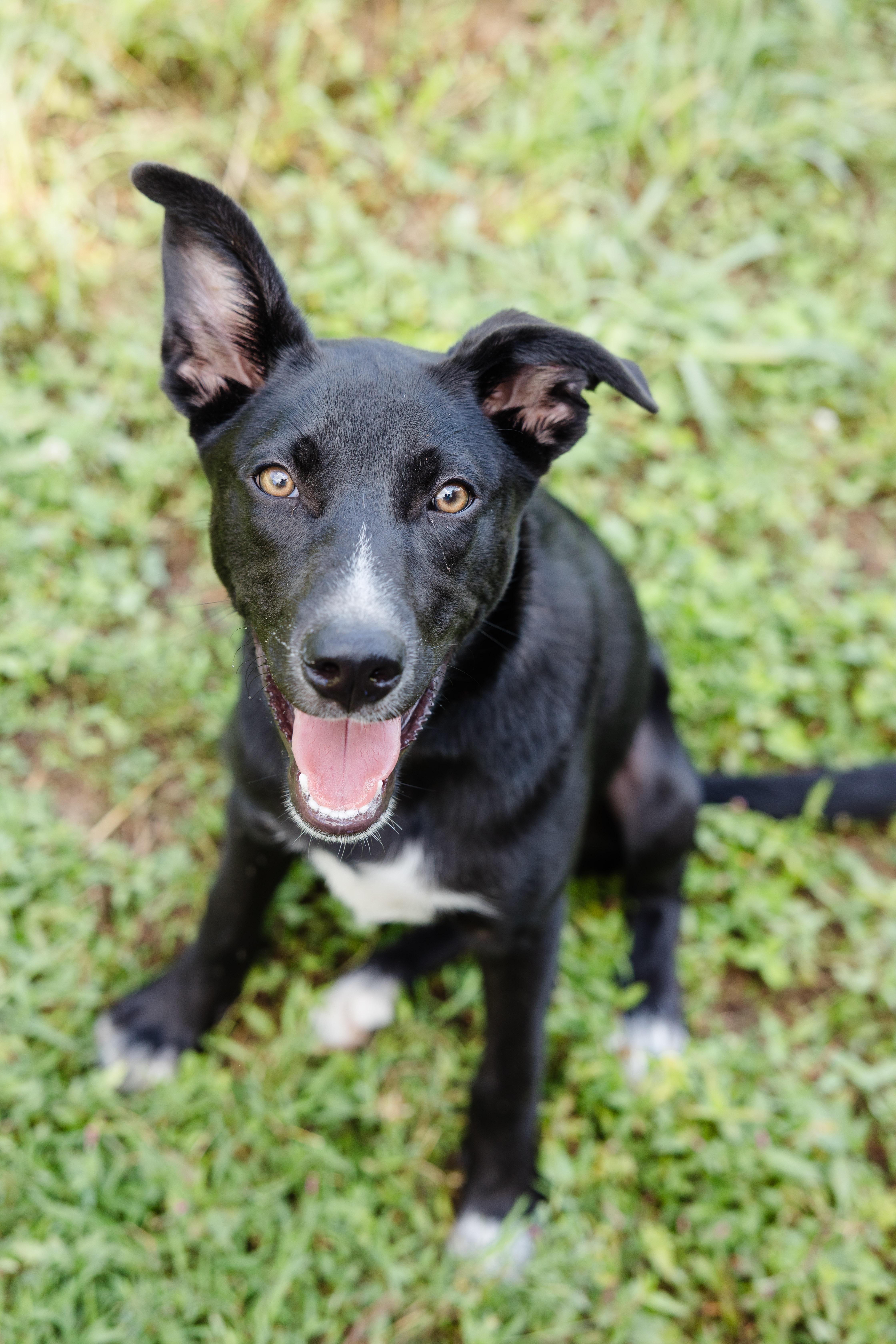 Chia, ADOPTABLE, Young Male Terrier.