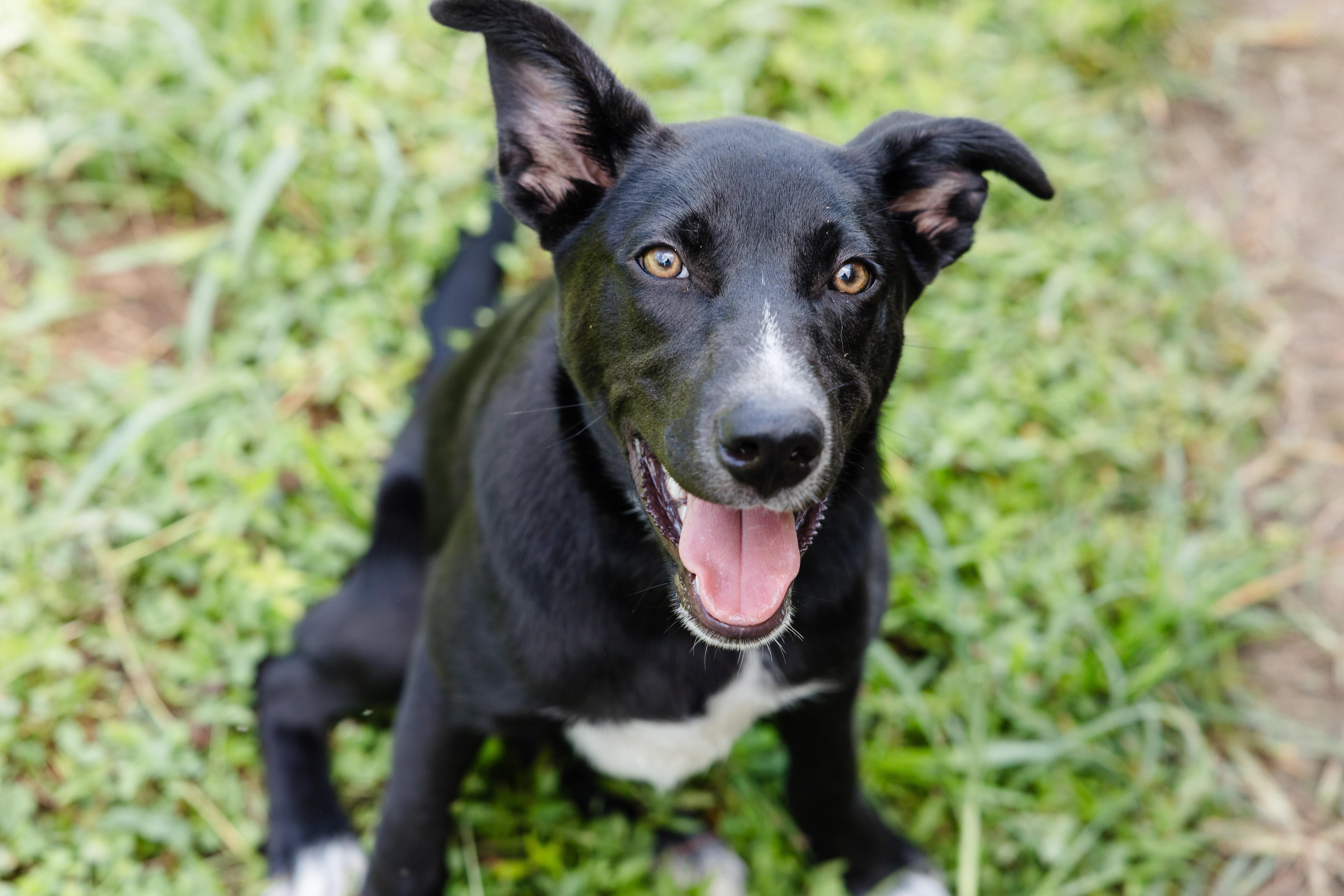 Enlarge Chia, a ADOPTABLE mixed breed in Newburgh, IN image 3/3