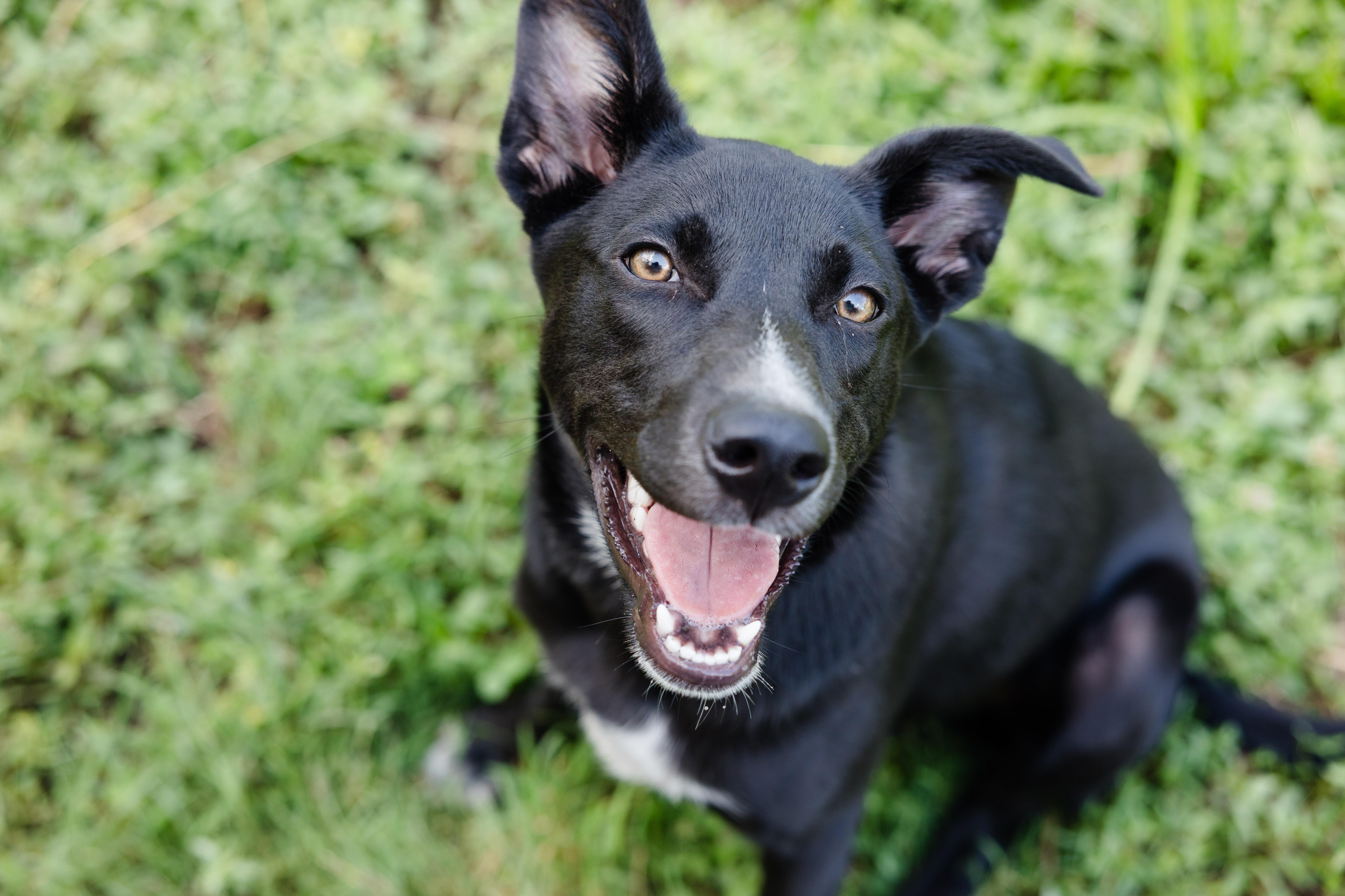 Enlarge Chia, a ADOPTABLE mixed breed in Newburgh, IN image 2/3