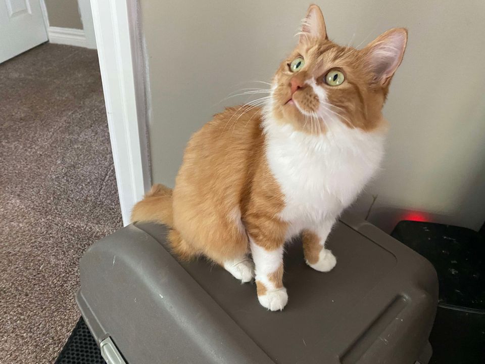 Cat for adoption Pumpkin, a Domestic Medium Hair in Brantford, ON